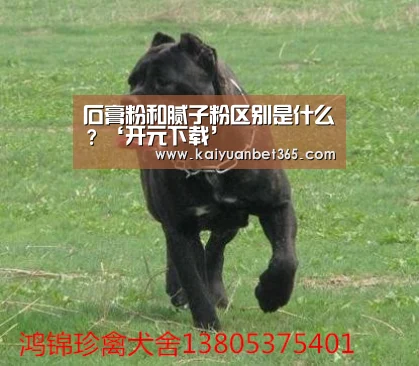 开元下载